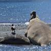 Um gigantesco elefante-marinho macho e a pequena fêmea ao seu lado, na praia de Ocean Harbour, na Geórgia do Sul